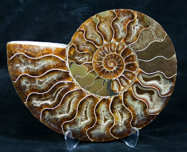 Beautiful Split Ammonite (Half) #5502